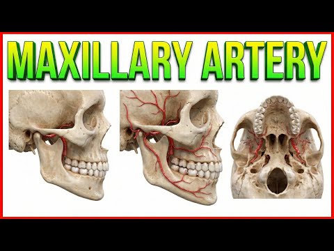 Maxillary Artery Anatomy (Animation) : USMLE Step 1: Dr G Bhanu Prakash