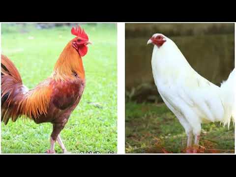 kulay ng manok kontra pelo