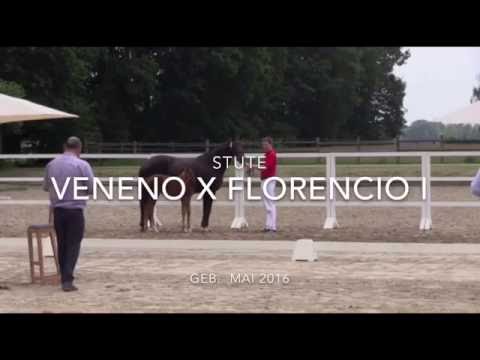 Stute von Veneno x Florencio I (Teil 2)