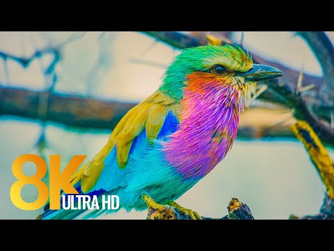 African Wildlife in 8K - Discover Botswana Wild Nature + Animals Sounds