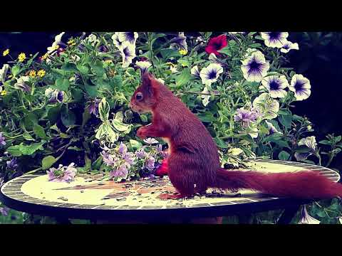 Yani Martinelli - Breezes Blow (Official Videoclip)