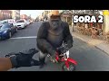 Sora 2 Ai Videos The Funniest Police Animal Stops