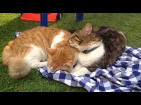 Cats : Mickey cleaning Junjun