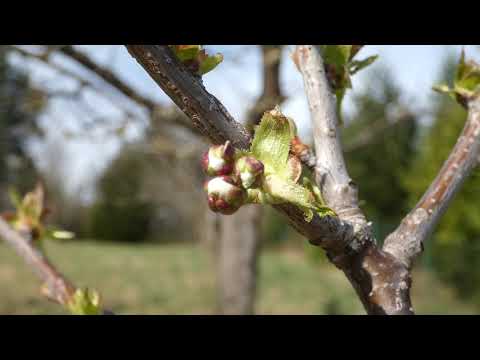 Vogel-Kirsche (Prunus avium duracina) – Schneiders Späte Knorpel Kirsche Lumix DC-FZ 82 Superzoom