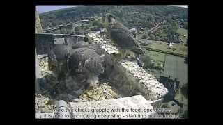 preview picture of video 'Norwich Cathedral Peregrine 2014 Highlights'