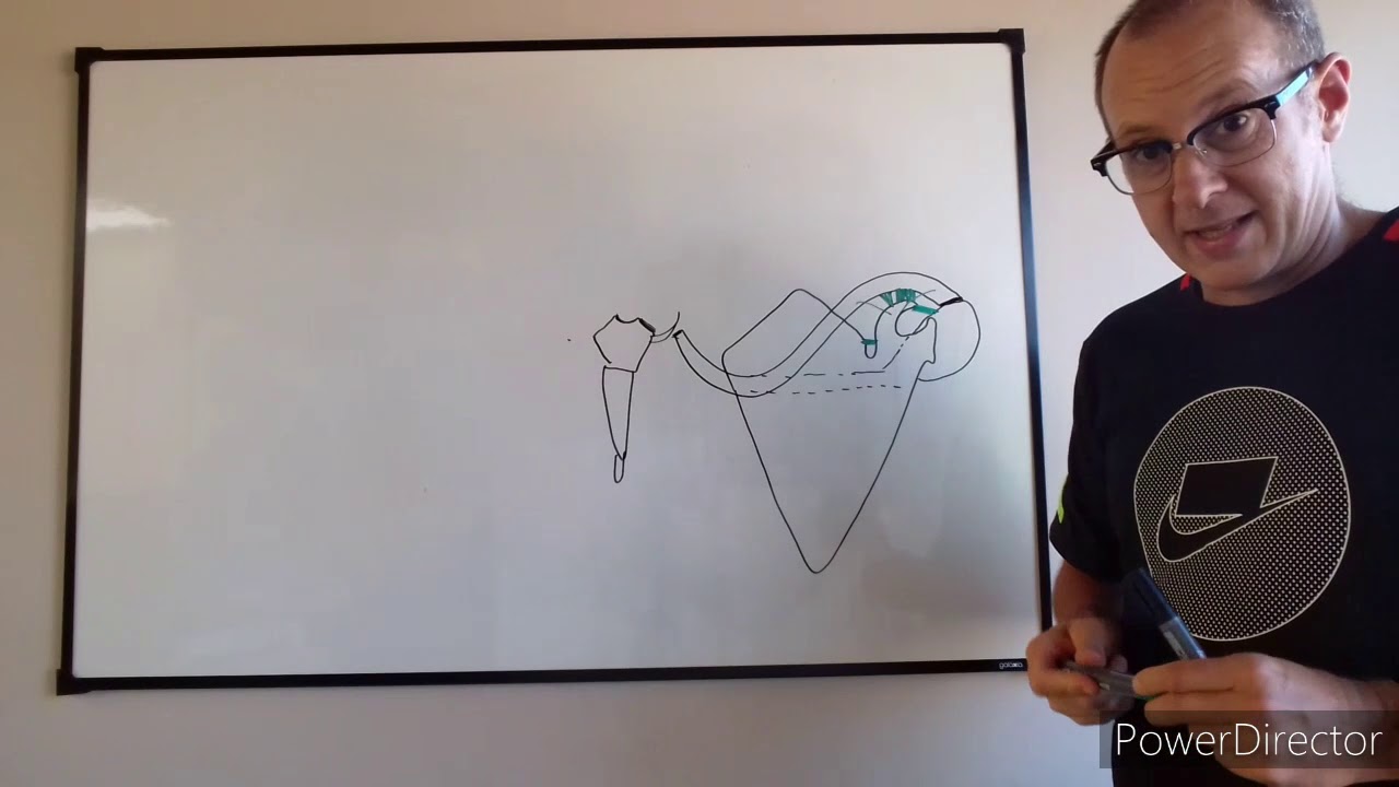 Teórico N° 3: Artrología del miembro superior. Dr. Luciano Esborrat.