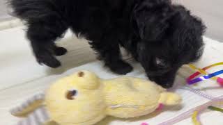 ハーフ犬の動画01