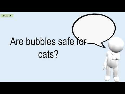 1st YouTube video about are bubbles safe for cats