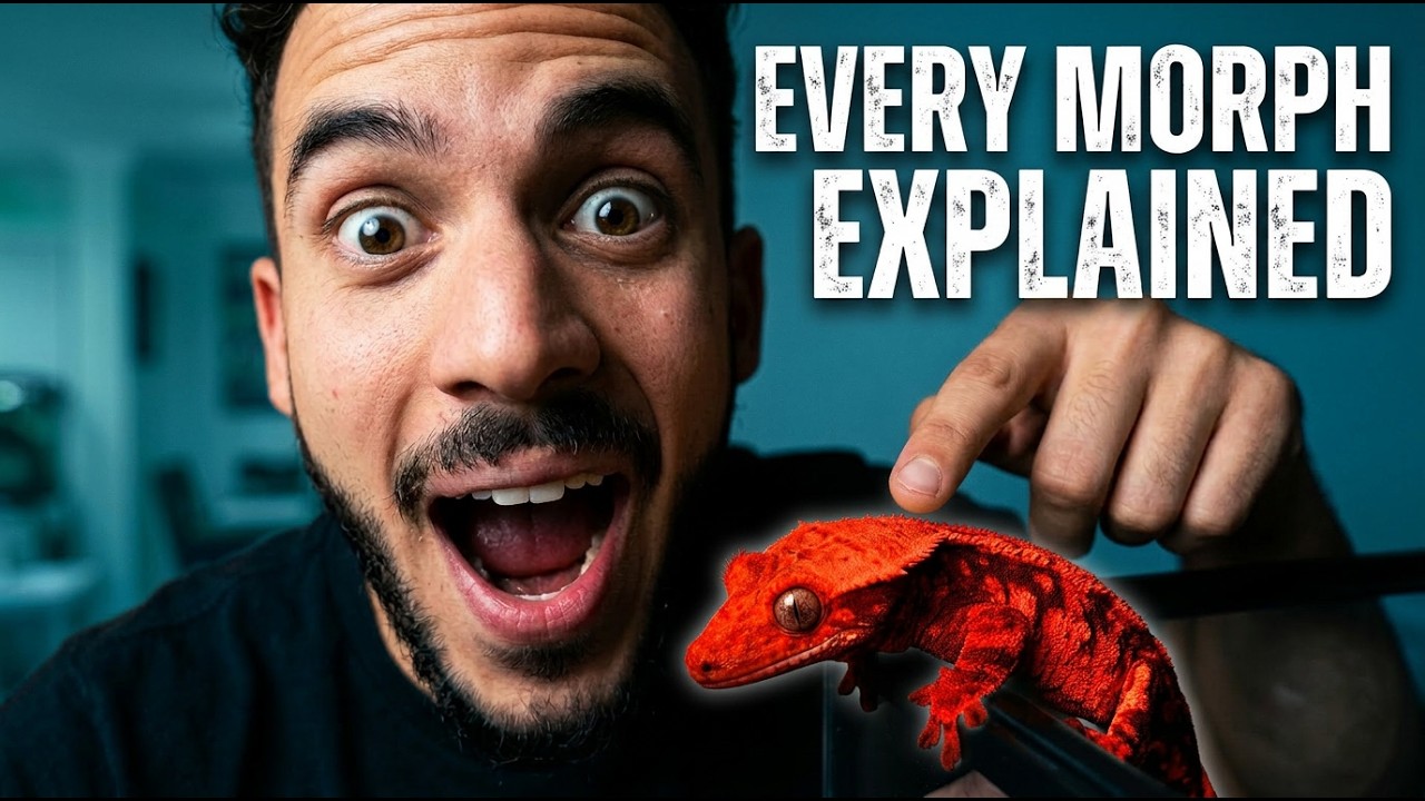 Crested Gecko Morph Guide 2026: The ULTIMATE Guide