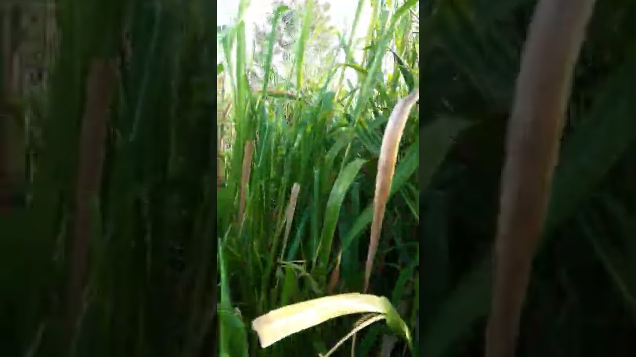 pastagens de capim colonião e branquiaria