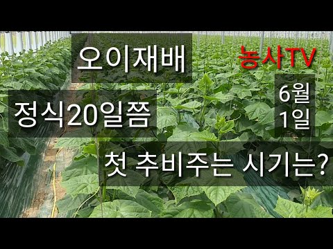 , title : '오이농사- 정식20일쯤 첫 추비주는 시기는? 꼭 추비를 해야하나요? [농사TV]'