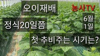 오이농사- 정식20일쯤 첫 추비주는 시기는? 꼭 추비를 해야하나요? [농사TV]