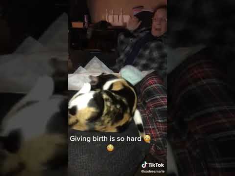 Cat giving birth so hard