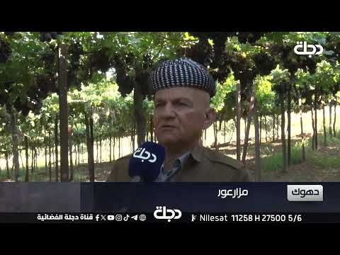 فيديو | تواصل إنتاج محصول العنب ودعوات لإنشاء مراكز للتخزين في #دهوك