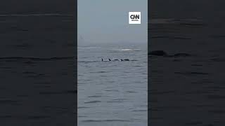 Vídeo: Grupo de golfinhos é visto em Ipanema no RJ | CNN Brasil