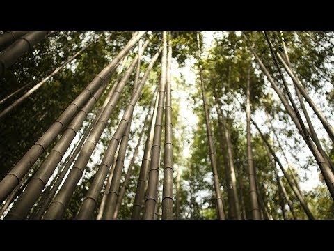 Nature Sounds - Wind in the bamboo forest