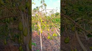 Download lagu #storywa #reggae #music #fypシ゚viral #alpukat #alpukatsiger1varitassibatu mp3 Download lagu #storywa #reggae #music #fypシ゚viral #alpukat #alpukatsiger1varitassibatu mp3