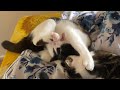 Cat Bites Her Own Foot And Screams