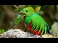 Amazing Resplendent Quetzal Bird Photography Costa Rica Cloud Forest - Sony A7RIV and SONY A9
