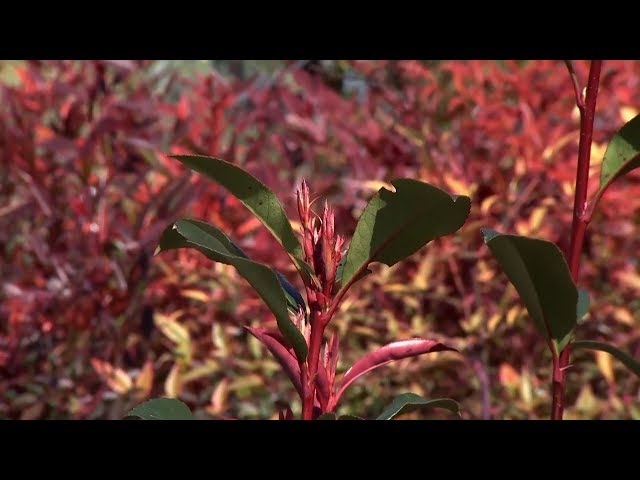 Vídeo relacionado con SSyang 10 Piezas Elfos de Árboles Luminosos Princesa Mononoke Luminoso Árbol Elfos Figuras de árboles Brillantes de Resina y balcón para jardín para Micro Paisaje Patio al Aire Libre Patio (Verde)