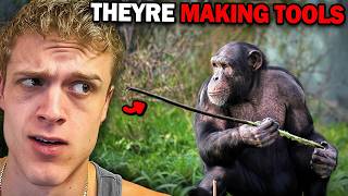 Chimps Are Getting Smarter…