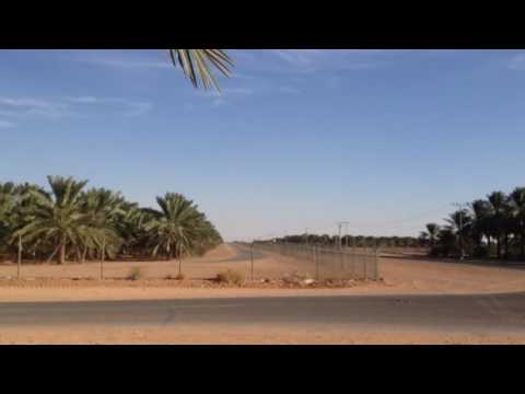 Plantacionet e hurmave ne Kasim%2C Arabia Saudite