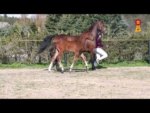 Fohlen von Taloubet Z - Chap I