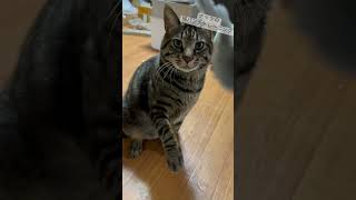 大好きなネズミのおもちゃで猫パンチトレーニング中♪