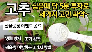 **선물 증정 이벤트** 고추 심을때 5분 투자로 세가지 고민해결하세요 냉해 방지 조기 활착 썩음병 에방