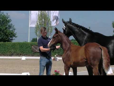 Hf v Floriscount x Licotus x Don Cardinale 2019