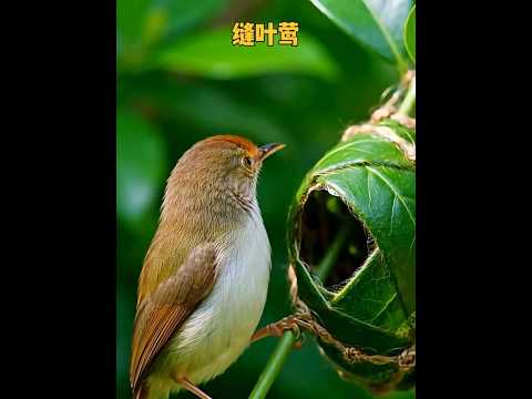 神奇的紡織蟻：將活葉縫合為隱秘產房，守護後代的生存智慧 #動物科普 #漲知識 #自然觀察