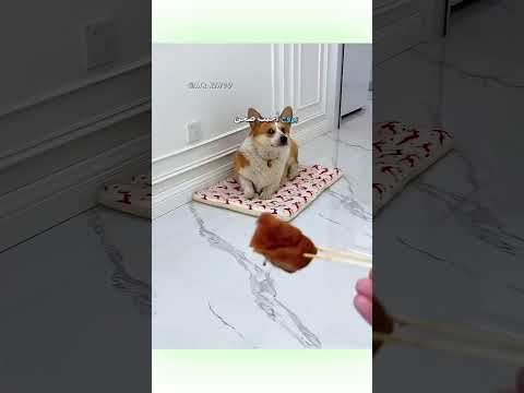 🗣️راحت عليه القطعه 🤣🤣 #اشتراك #اكسبلور #علم_النفس