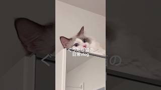 ぐうたら猫の日常vlog