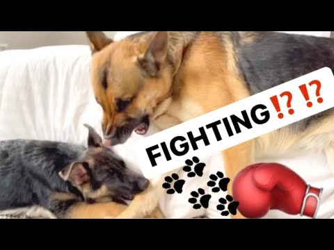 ZEUS & ZEENA FIGHTING⁉️⁉️ Part 1 /German Shepherd