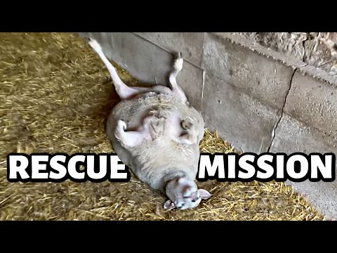 Everyone needs a little help sometimes  ...even Big Mama. | Vlog 707