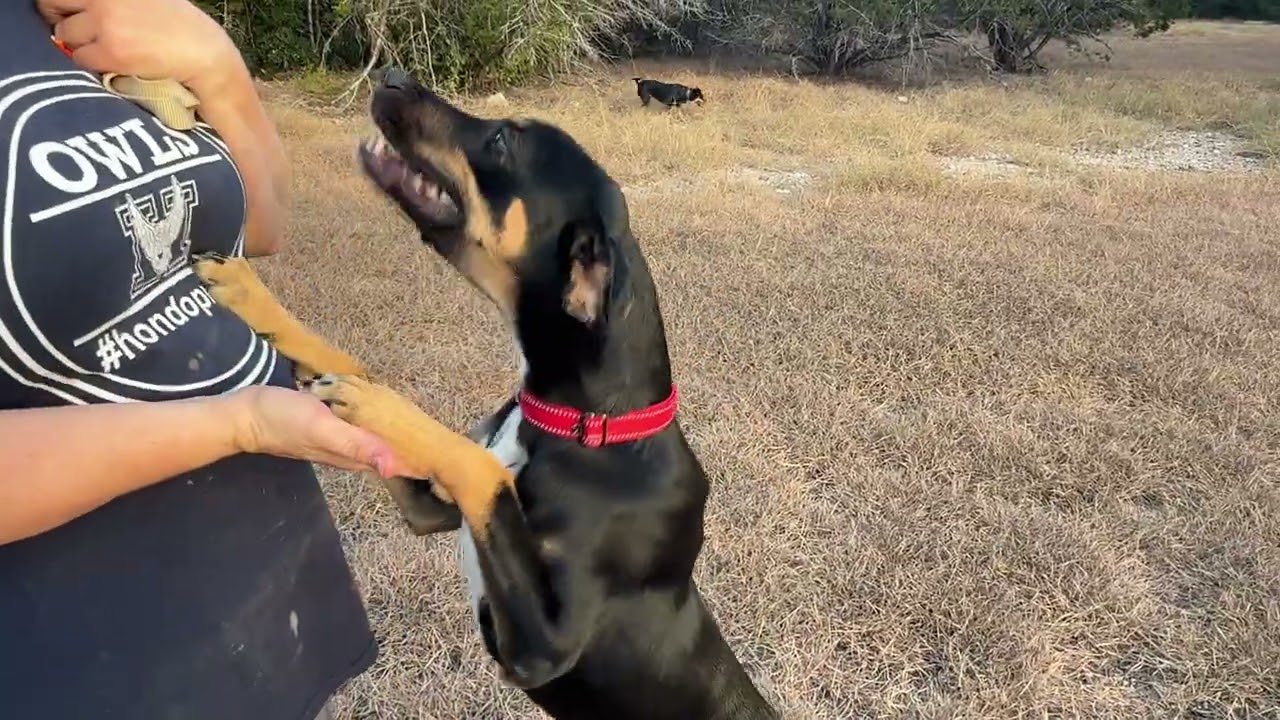 Enlarge Oakley-I've grown up here at the rescue, a Adoptable mixed breed in San Antonio, TX video 4/6