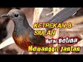 Murai Betina Gacor Memanggil Jantan Terbukti Ampuh Memancing Emosi Dan Birahi Murai Dirutkicau4l