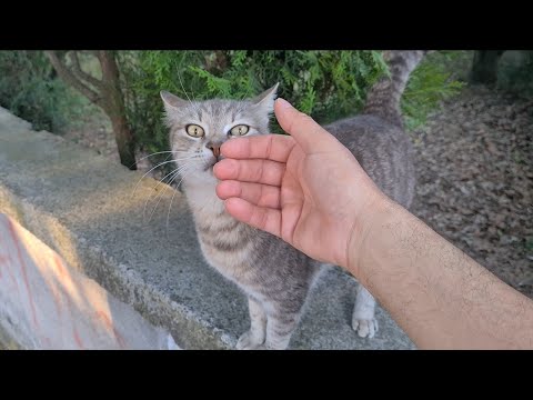 Cute Gray Stray cat liked me touching her head.