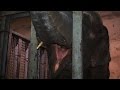 В Харьковском зоопарке слониха сломала бивень 