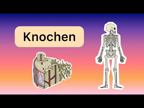 The structure of bones