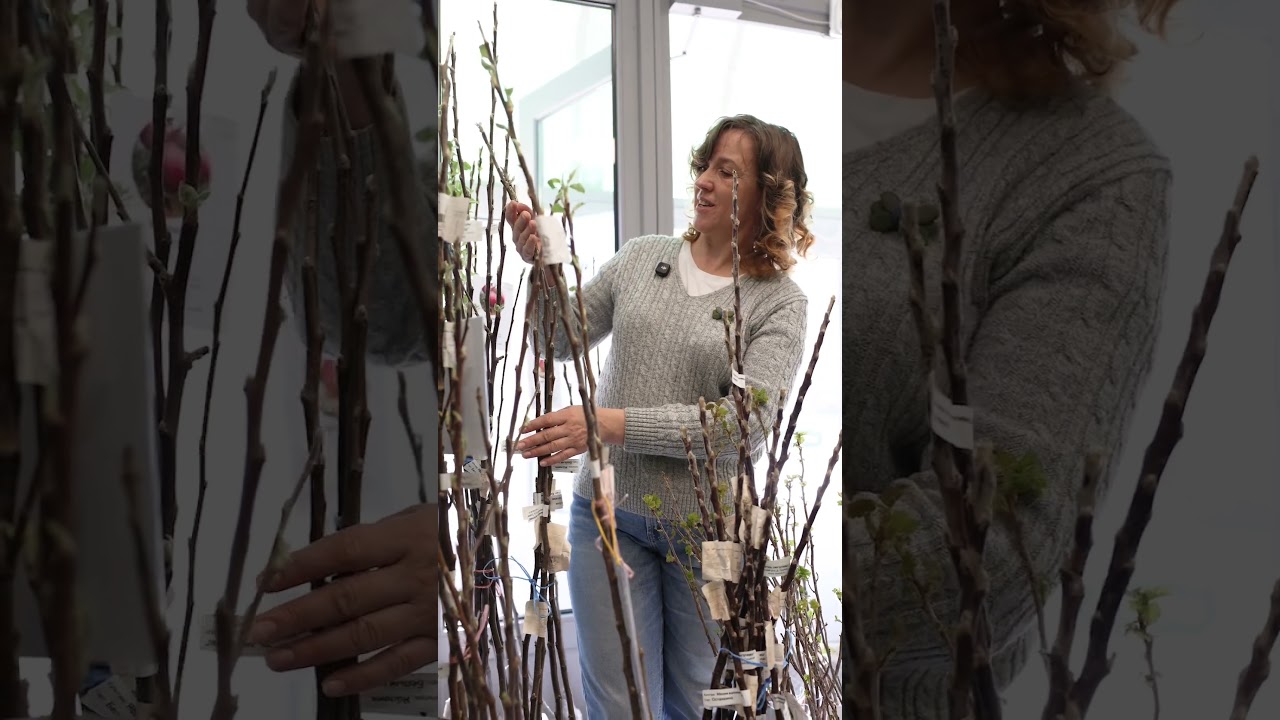 У вас всегда будет море сочных вкусных яблок, если посадите такие саженцы!