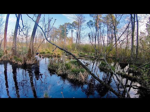 CO ZŁOWIĘ NA BAGNACH? [7 GATUNKÓW]