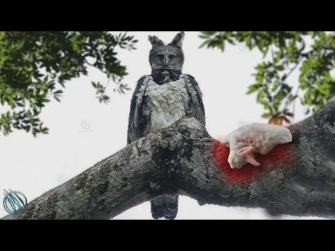 HARPYIE ─ Der Alptraum für Affen und Faultiere