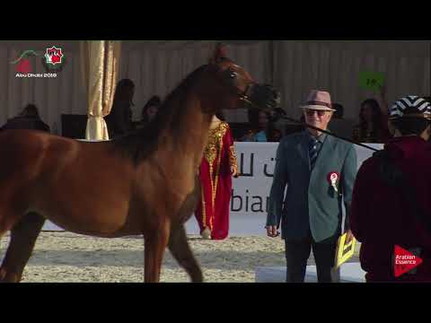 N 56 AJ SAJJAH   UAE Nationals 2019