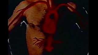 IL CORPO UMANO la circolazione