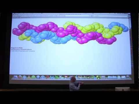 #04 Biochemistry Protein Primary/Secondary Structure Lecture for Kevin Ahern's BB 450/550