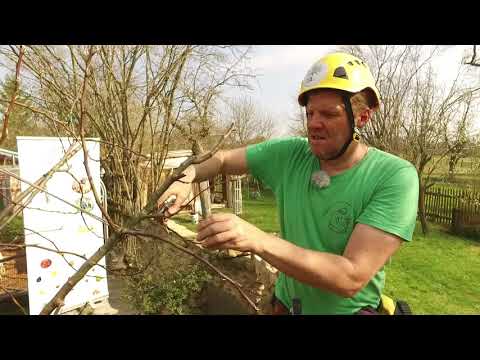 Obstbäume richtig schneiden