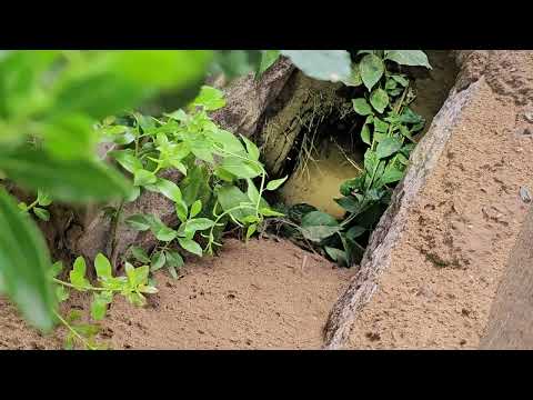Foxes Burrowing Throughout Cemetery in Hamilton Township, NJ