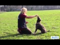 Teach Your Dog Beg