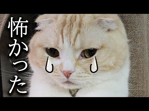 シベリアンハスキーの脱皮